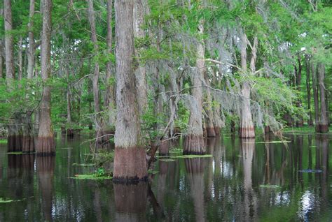 Louisiana state parks - 3469 Chicot Park Road. open at 6 a.m. close at 10 p.m. The park covers over 6,400 acres of rolling hills and water in South Central Louisiana. The cool, clear waters of Lake Chicot have yielded record freshwater catches of largemouth bass, crappie, bluegill and red-ear sunfish. Fishermen will enjoy the convenient boathouse, three boat launches ... 